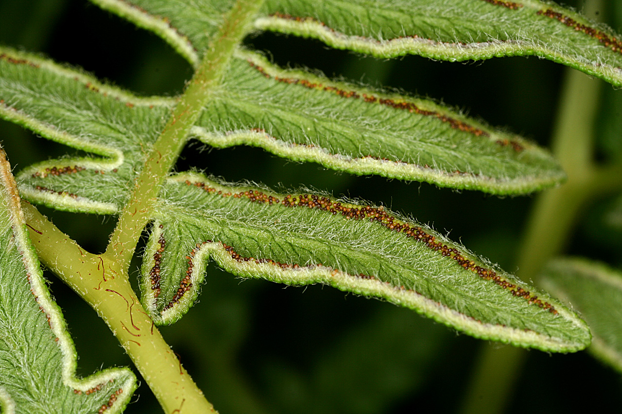 معرفی و راهنمای پرورش گیاهان زینتی آپارتمانی - سرخس عقابی